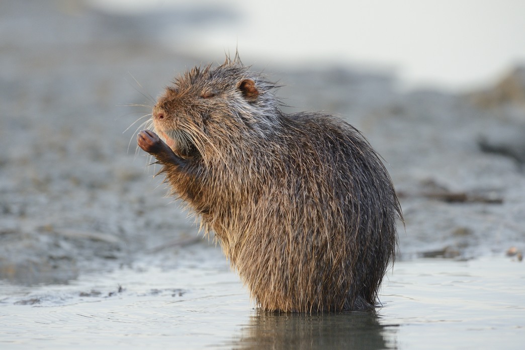 Nutria cantante